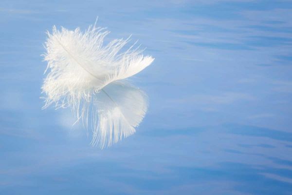 WA, Seabeck White feather reflects on water
